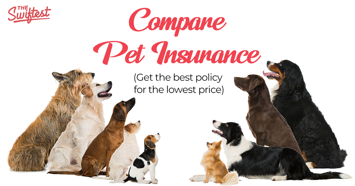 Best Pet Insurance for Cats